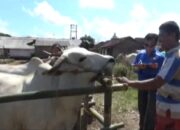 Cegah Serangan Jembrana, Dokter Periksa Sapi