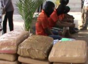 Sindikat Ganja 50 Kg Ditangkap di Jakarta