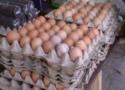 Besok, 1 Ton Telur Diobral Murah