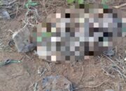 Gajah Liar Mengamuk, Satu Warga Tewas Mengenaskan