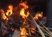 Hama Hewan dan Organisme Pengganggu Dimusnahkan