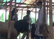 Dinkes Bandar Lampung Klaim Hewan Qurban Sehat