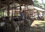 Omset Penjual Hewan Qurban Turun