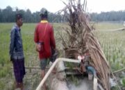 Wereng dan Kemarau Gagalkan Panen Padi