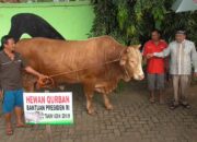 Joko Widodo Kurban Sapi 1,2 Ton di Lampung