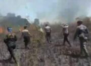 Lumbung Pakan TNWK Terbakar, Hewan Terancam