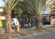 Setelah Metro, Kurma Kemiling Berbuah