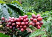 Harga Kopi Robusta Lampung Anjlok