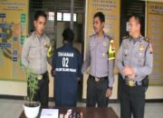 Empat Batang dan 50 Bibit Ganja Diamankan