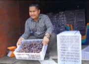 Waspada, Beredar Anggur Berformalin