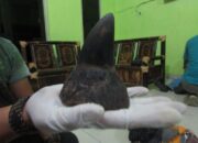 Sindikat Cula Badak, Transaksi Rp4 Miliar di Hotel