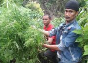 Ladang Ganja, Polda-TNI Sisir Gunung Tanggamus