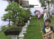 Mulai Redup Bonsai Kembali Hidup
