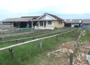 Petaka Tanpa Tanda, Aktifitas Pulau Pasaran Lumpuh