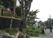 500 Pohon Kedondong Hutan Ditebang