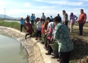 3500 Bibit Ikan Ditebar Diembung Itera