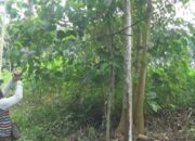 Lambat Response, PLN Tahu Apa?