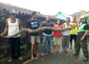 Sarang Phyton Gegerkan Warga Gunungsari