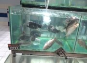 Transmart Jual Ikan Berjamur