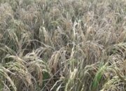 Belum Panen Harga Gabah Mahal