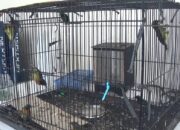 Ratusan Burung Ilegal Diamankan di Bakauheni