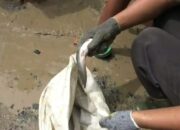 Protes Jalan Rusak, Warga Tabur Lele