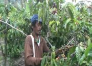 Harga Anjlok, Petani Kopi Merugi