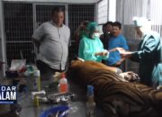 Amputasi, Harimau Lewati Masa Kritis