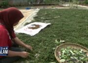 Harga Lada Anjlok, Petani Menjerit