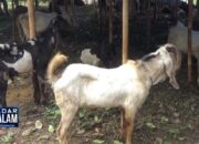 15 Ribu Hewan Kurban Masuk Kota