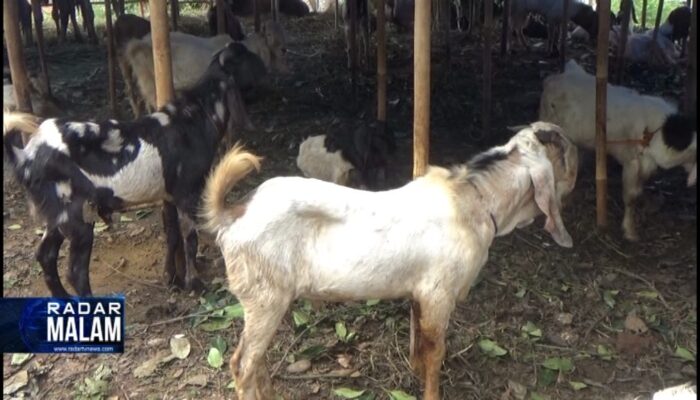 15 Ribu Hewan Kurban Masuk Kota
