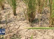 Dampak Musim Kemarau Petani Gagal Panen