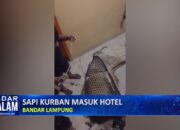 Sapi Kurban Masuk Hotel