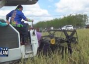 Kemarau Panjang Way Kanan Bisa Panen Ratusan Hektare Sawah