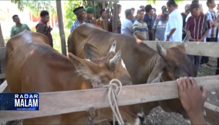 Puluhan Sapi Disuntik Vitamin