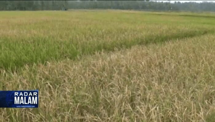 Gagal Panen, Petani Merugi