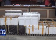 Lagi, Ribuan Benih Lobster Gagal Selundup