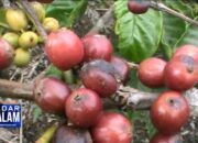 Setop Impor Kopi, Janji Sejahterakan Petani