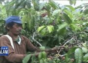 Rugikan Petani, KPPU Tindak Importir Kopi