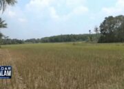 Kekeringan, Ribuan Hektar Sawah Gagal Panen