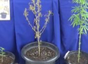 Diciduk, Budidaya Ganja Tiru Youtube 