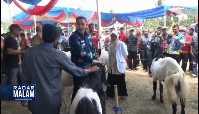 Kontes Kambing Etawa Piala Bupati