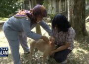 Cegah Rabies, Hewan Peliharaan Divaksin