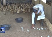 Budidaya Bebek Menguntungkan