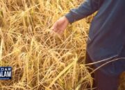 Imbas Kemarau, Petani Gagal Panen