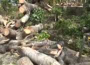 Rawan Tumbang, Pohon Kedondong Hutan Ditebang