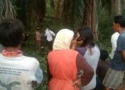 Tubuh Terpisah, Mayat Membusuk di Kebun Sawit