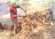 Kebun Terendam, Warga Mendadak Panen