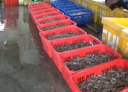 Jual Murah Pengusaha Udang Rugi