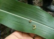 Ulat Grayak Spesies Baru Serang Ribuan Hektar Jagung